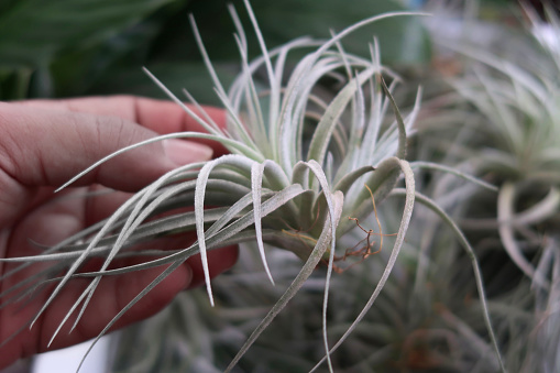 Stock photo showing air plants growing without soil and roots held in an unrecognisable person's hand. Popular as houseplants the species Tillandsia need misting to survive.