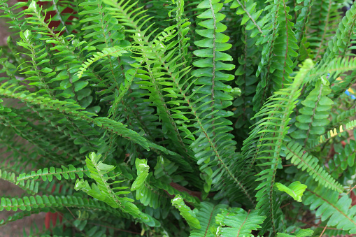 Stock photo showing a close-up of evergreen perennial herbaceous Ladder Fern (Nephrolepis exaltata) growing in a outdoor hanging basket. Also known as the sword fern or Boston fern.