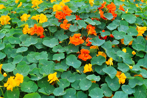 Photo showing some annual red and orange nasturtium flowers that have been planted as companion plants, so that they will act as a 'trap crop'.