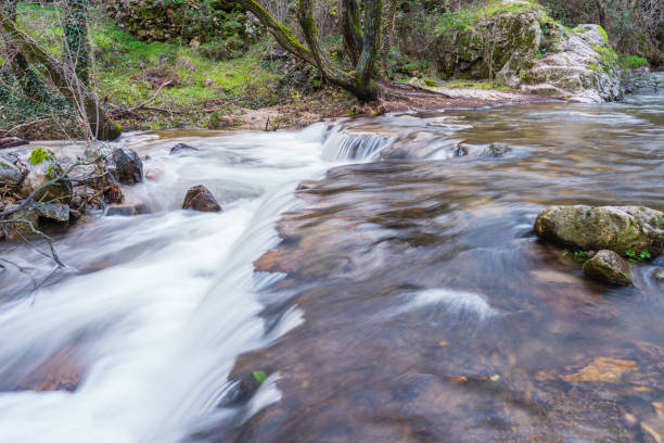 Water stream of a river between the forest in early spring