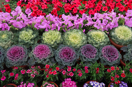 Stock photo showing an elevated view of purple and white, ornamental cabbages (Brassica) in terracotta pots surrounded by red, pink, purple, white and blue summer flower garden filled with annual bedding plants and petunias.