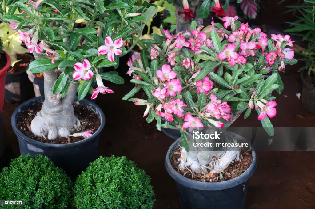 Image of outdoor bonsai Adenium obesum commonly known as Sabi star, kudu, mock azalea, impala lily and desert rose Photo showing a Desert Rose (Adenium obesum) plant that has been made over as a bonsai tree. This species is also known under the common names of Sabi star, kudu, mock azalea and impala lily. Adenium Obesum Stock Photo