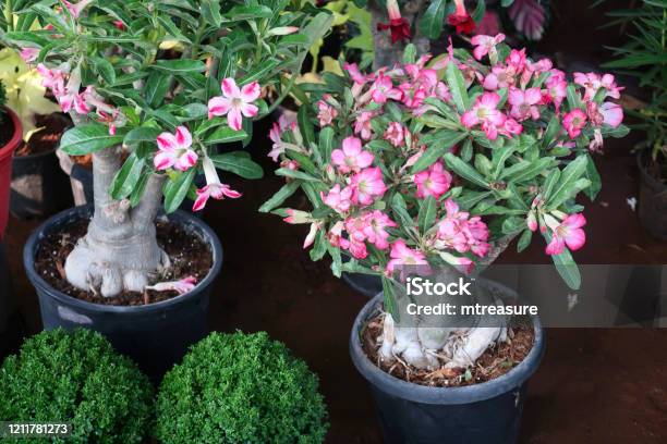 Image Of Outdoor Bonsai Adenium Obesum Commonly Known As Sabi Star Kudu Mock Azalea Impala Lily And Desert Rose Stock Photo - Download Image Now