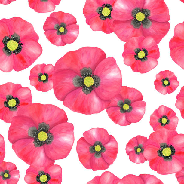 aquarell rot mohn nahtlose muster. hand gezeichnet botanische papaver blume illustration isoliert auf weißem hintergrund. helle feld pflanze textur für dekoration, design, textil, druck. - red pattern poppy plant stock-grafiken, -clipart, -cartoons und -symbole