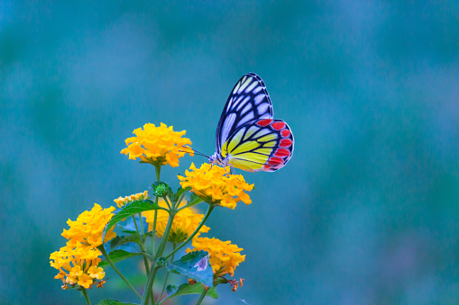 The common Indian Jezebel butterfly drinking nectar from the flower plants