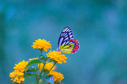 a butterfly feeds on nectar in the Annapurna region of Nepal