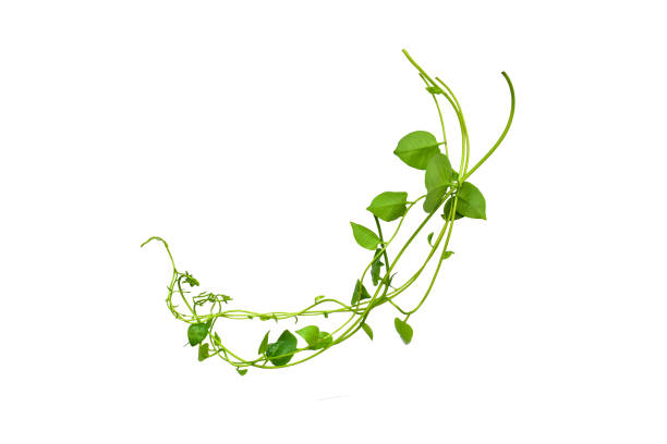 Heart shaped leaves vine, devil's ivy, golden pothos, isolated on white background, clipping path included. Ornamental plant with natural fresh. Floral Desaign. HD Image and Large Resolution. can be used as wallpaper. real zise el corazón en forma de enredadera de hojas, hiedra del diablo, pothos dorado, aislado sobre fondo blanco, camino de recorte incluido. planta ornamental con fresco natural. desaign floral. imagen hd y resolución grande. se puede utilizar como fondo de pan