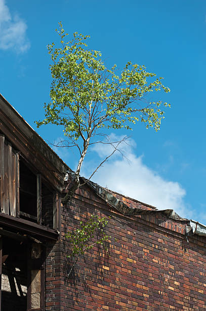 Birch grows out of the facade at an old building stock photo