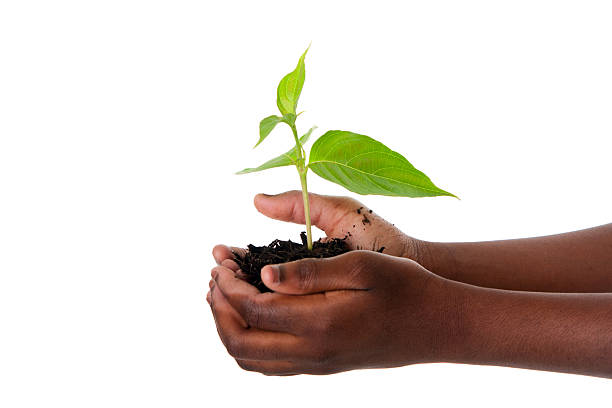 stabilimento di bambino mani - symbols of peace child human hand seedling foto e immagini stock