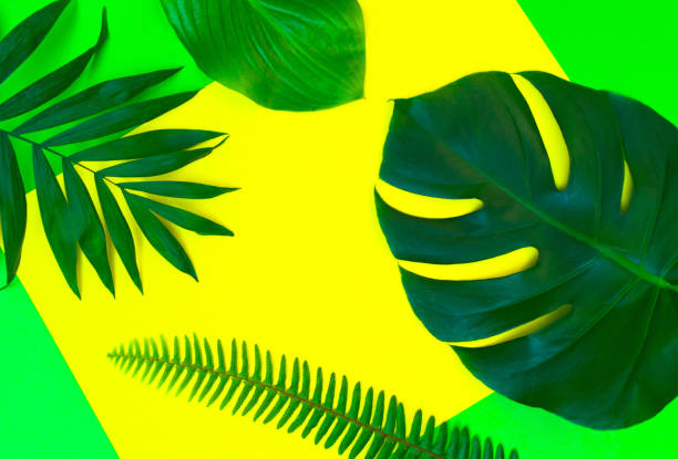 istock Tropical leaves on a yellow background. Flat image with copy space. 1211784859