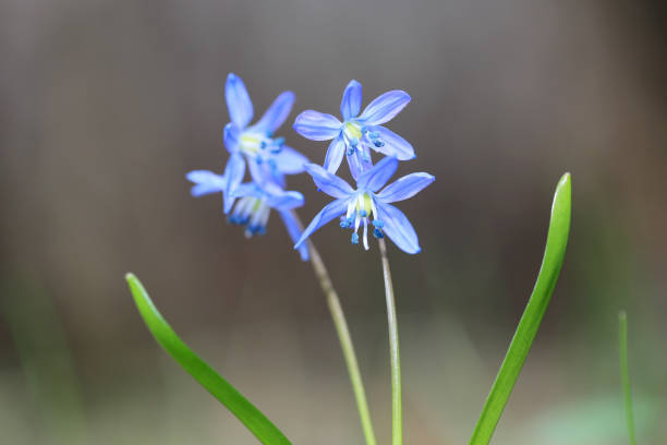 istock scilla bifolia wild spring flowers 1211784869