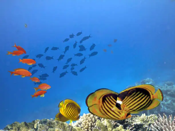 Photo of Wonderful and beautiful underwater world with corals