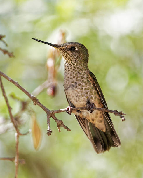 istock A perched Green-backed Firecrown Hummingbird 1211785013