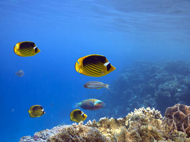 istock Wonderful and beautiful underwater world with corals 1211785061