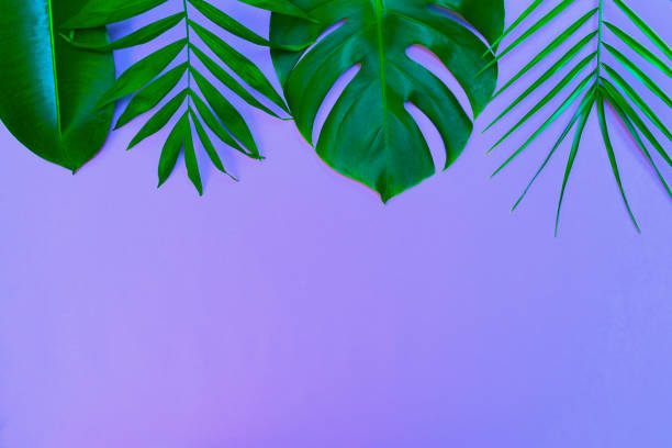 istock Tropical leaves on a yellow background.Summer concept. Flat image with copy space. 1211785667