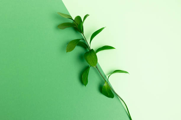 istock Flatlay of ruscus branch on green pastel background. 1211785774