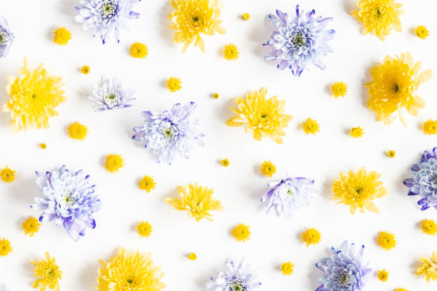 istock Flowers composition. Pattern made of chrysanthemum flowers on white background. Flat lay, top view 1211787285