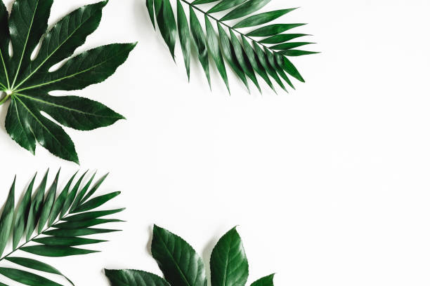 istock Summer composition. Tropical leaves on white background. Summer concept. Flat lay, top view, copy space 1211787291