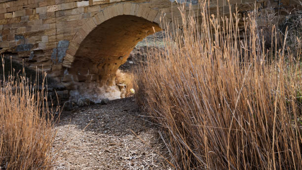 Reeds thickets in a dried river under a old stone bridge