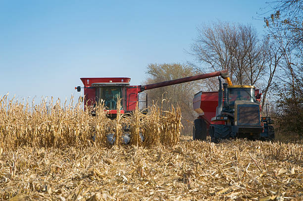 Iowa Corn Harvest stock photo