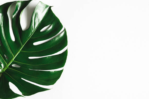 istock Summer composition. Monstera leaf on white background. Summer concept. Flat lay, top view, copy space 1211789348