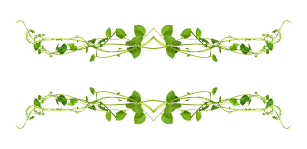 Bush grape or three-leaved wild vine cayratia (Cayratia trifolia) liana ivy plant bush, nature frame jungle border, isolated on white background with clipping path included. Floral Desaign. HD Image and Large Resolution. can be used as wallpaper. real zise uva bush o cayratia de vid silvestre de tres desestas (cayratia trifolia) arbusto de la planta de liana ivy, borde de la selva marco natural, aislado en fondo blanco con camino de recorte incluido. desaign floral. imagen hd y resolución grande. se puede u
