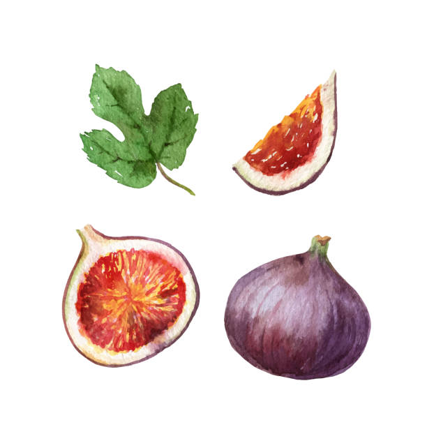 Watercolor vector hand painted jucy fig fruit set. Watercolor vector hand painted jucy fig fruit set. Tropical sweet fresh fruit isolated on white background. Illustration for menus, recipes, desserts and fruit cocktails. fig tree stock illustrations