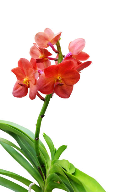 istock Orchid vanda with red-orange flowers 1211789895