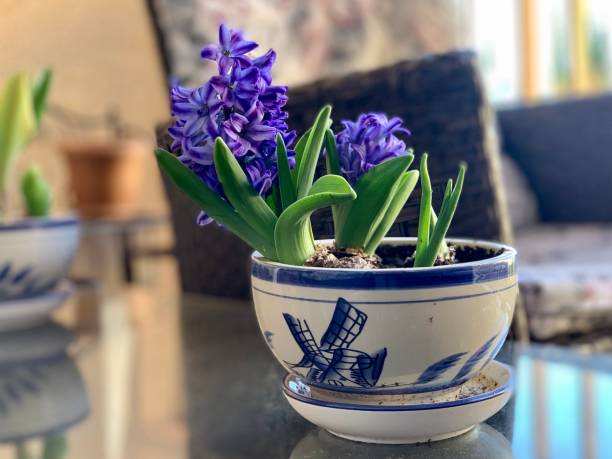 fleur de fleur de jacinthe dans le pot sur le balcon - hyacinth lily family potted plant flower photos et images de collection