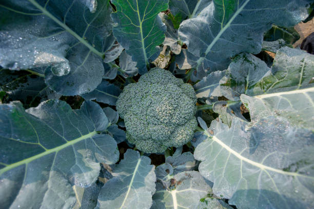 planta de brócoli verde con gotas de rocío o agua o gotas de lluvia en un huerto. vista de cerca y superior. - vegetable garden vegetable high angle view weeding fotografías e imágenes de stock