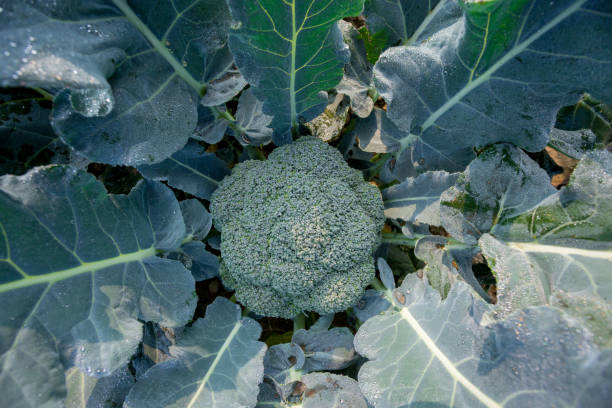 planta de brócoli verde con gotas de rocío o agua o gotas de lluvia en un huerto. vista de cerca y superior. - vegetable garden vegetable high angle view weeding fotografías e imágenes de stock