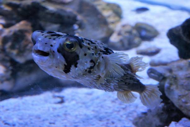porcupinefish - porcupinefish imagens e fotografias de stock