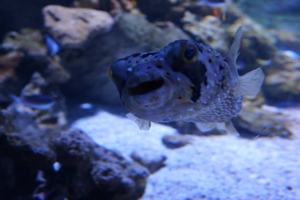 porcupinefish - porcupinefish imagens e fotografias de stock