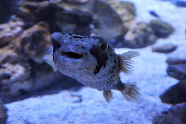 porcupinefish - porcupinefish imagens e fotografias de stock