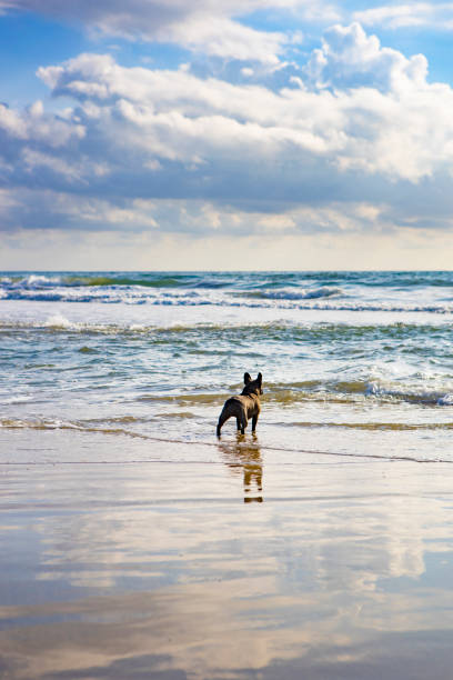 istock French Bulldog on Wet Sand 1211793992