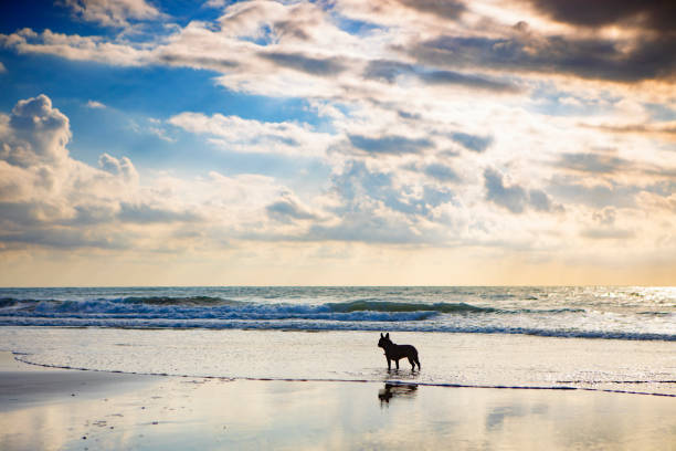 French Bulldog on wet beach sand with dramatic clouds shot at Cardiff State Beach in Cardiff by the Sea, San Diego, Southern California.