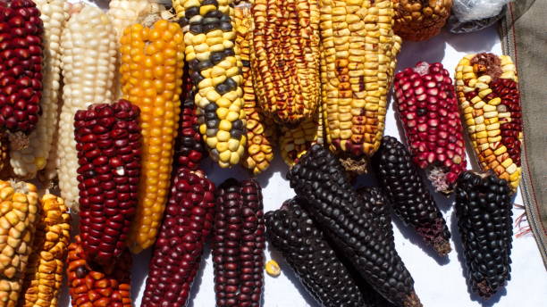 istock Colorful ears of dried corn 1211794152