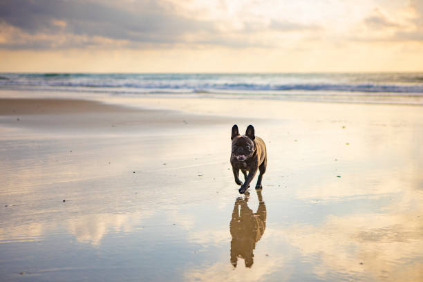 istock French Bulldog on Wet Sand 1211794156