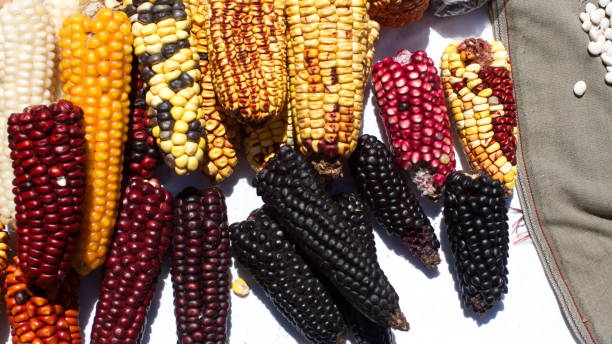 istock Colorful ears of dried corn 1211794281