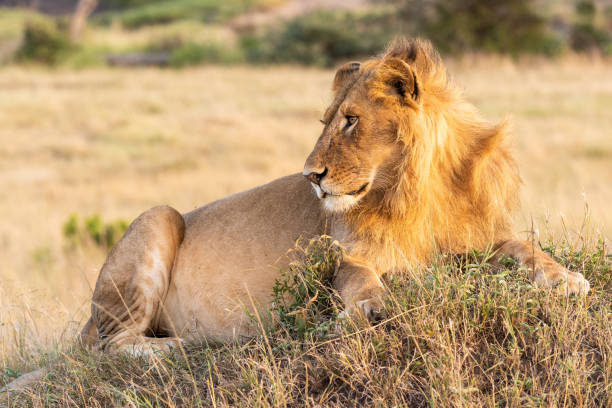 istock Male lion lies on mound looking back 1211795159