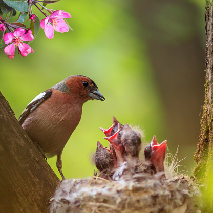 pájaro cantor Finch alimenta a sus polluelos hambrientos en un nido en un jardín de primavera floreciendo photo