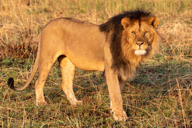 istock Male lion stands in grass turning head 1211795333