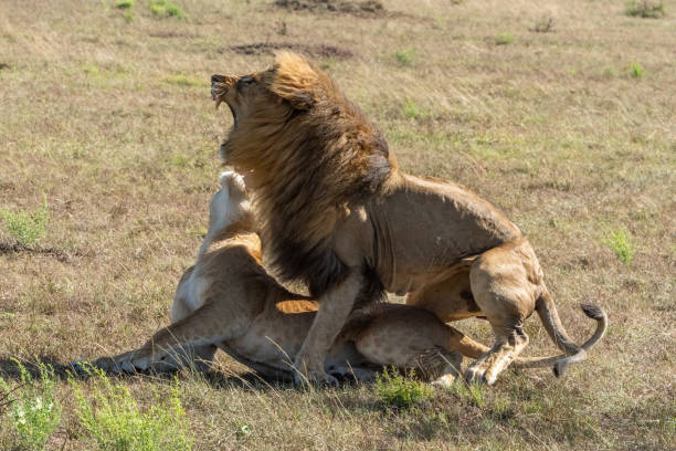 istock Male lion roars after mating with female 1211795367