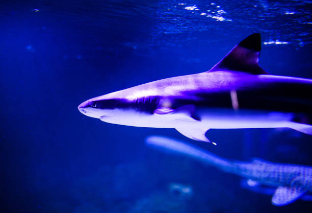 istock Shark in the deep blue water 1211795376