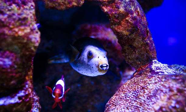 istock Wonderful and beautiful underwater world with corals and tropical fish. 1211795377