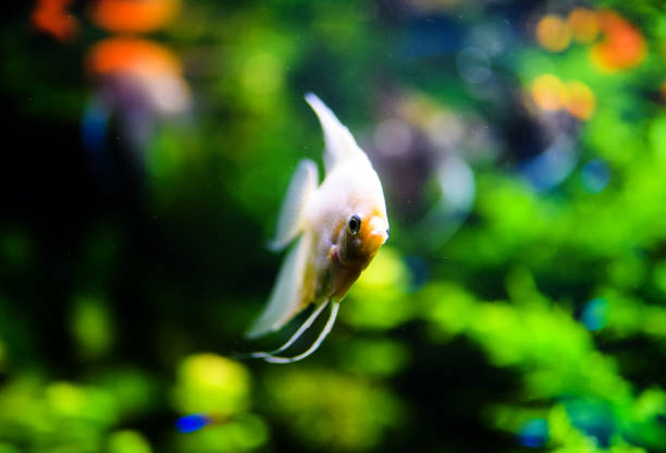 istock Wonderful and beautiful underwater world with corals and tropical fish. 1211795405