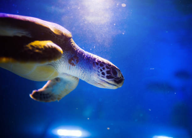 istock Sea turtle in blue water over coral reef 1211795410