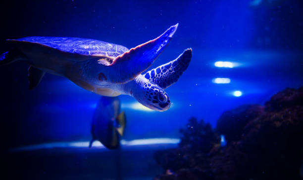 istock Sea turtle in blue water over coral reef 1211795414