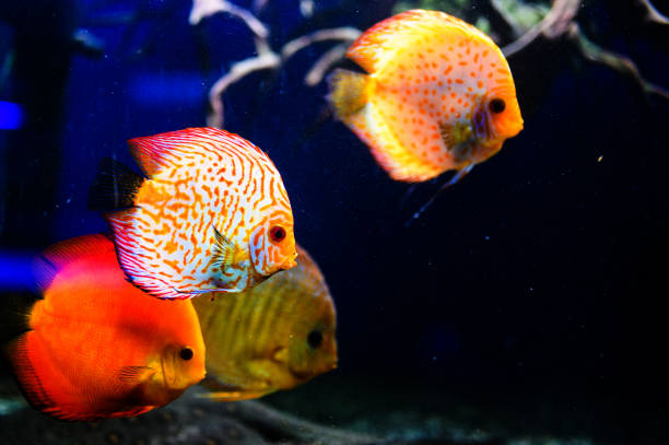 istock Wonderful and beautiful underwater world with corals and tropical fish. 1211795417