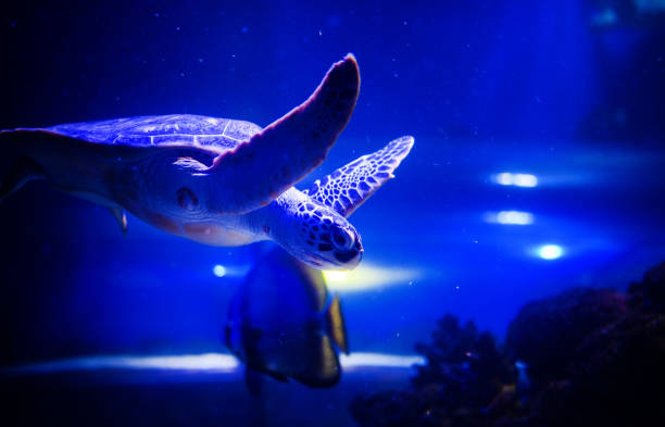 istock Sea turtle in blue water over coral reef 1211795423